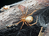 common house spider