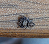 common white-cheeked jumping spider
