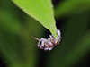 common white-cheeked jumping spider