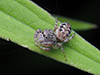 common white-cheeked jumping spider