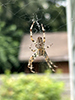 cross orbweaver