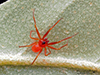 dwarf spider (Ceraticelus sp.)