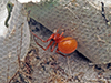 dwarf spider (Ceraticelus sp.)