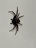 elegant crab spider