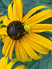 goldenrod crab spider