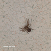 ground crab spider (Xysticus sp.)