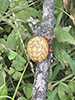 marbled orbweaver