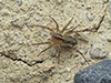 shore spider