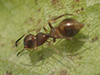 slender ant mimicking jumping spider
