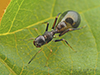 ant-mimicking jumping spider