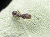 ant-mimicking jumping spider