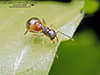 slender ant-mimicking jumping spider