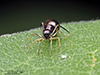 slender ant-mimicking jumping spider