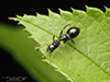 slender ant-mimicking jumping spider