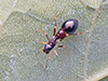 slender ant mimicking jumping spider