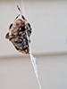 spotted orbweaver