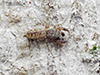 Wheeler's thick-legged jumping spider