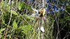 yellow garden spider