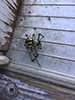 yellow garden spider