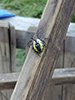 yellow garden spider