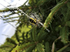 yellow garden spider