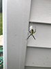 yellow garden spider
