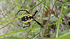 yellow garden spider