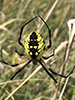 yellow garden spider