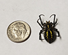 yellow garden spider