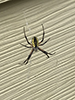 yellow garden spider