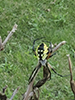 yellow garden spider
