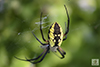 yellow garden spider