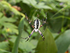 yellow garden spider