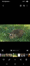 American Bittern 06