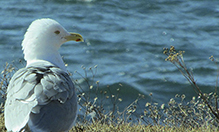 American Herring Gull