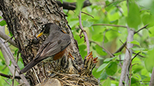 Click to enlarge American Robin 13