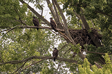 Bald Eagle 54