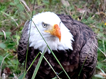 Click to enlarge Bald Eagle 55