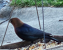 Brown-headed Cowbird 12