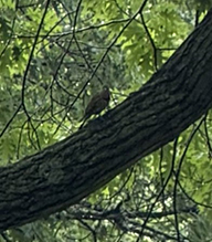 Northern Flicker 09