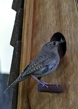 Northern House Wren