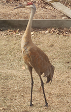 Click to enlarge Sandhill Crane 17