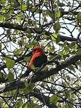 Click to enlarge Scarlet Tanager 31