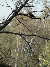 Click to enlarge Scarlet Tanager 32