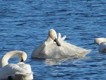Click to enlarge Trumpeter Swan 42