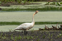 Trumpeter Swan 43