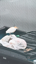 Click to enlarge Western Cattle-Egret 12
