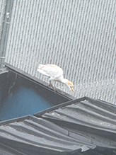Click to enlarge Western Cattle-Egret 13
