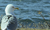 American Herring Gull