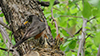 American Robin